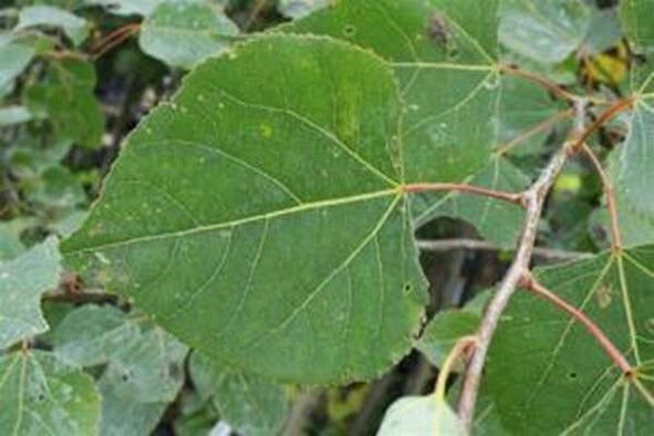 Aspen leaves a healing infusion