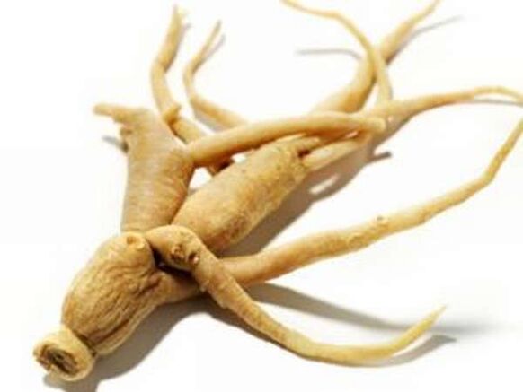 The root of the ginseng
